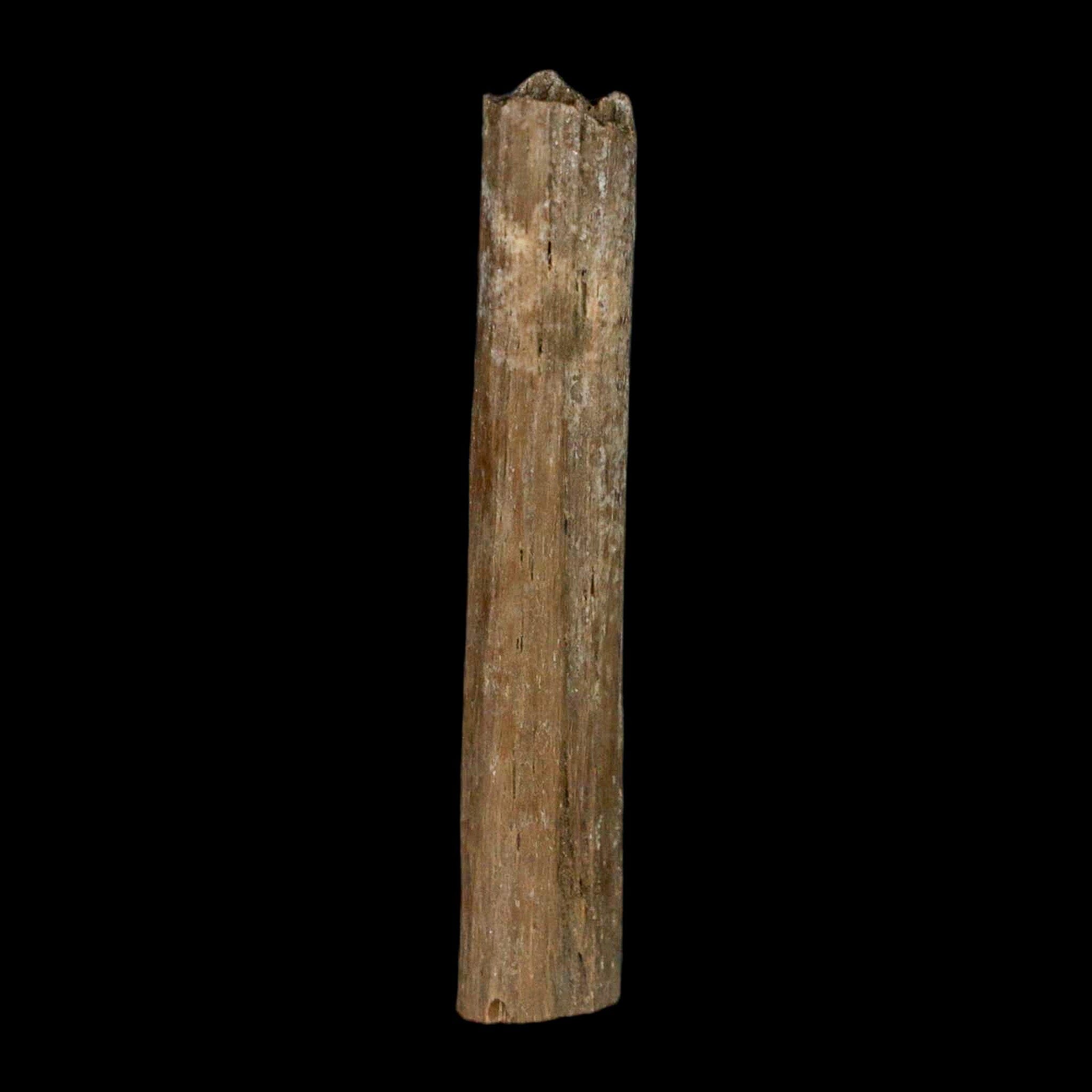 1.6" Hadrosaur Dinosaur Tendon Fossil Lance Creek FM Cretaceous Wyoming COA - Fossil Age Minerals
