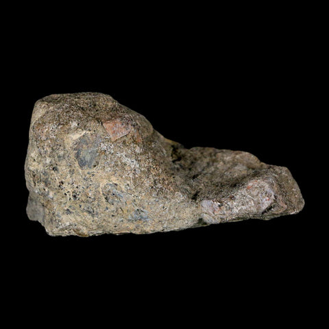 2.7" Stegosaurus Fossil Bone Specimen Morrison FM Wyoming Jurassic Age Dinosaur COA - Fossil Age Minerals