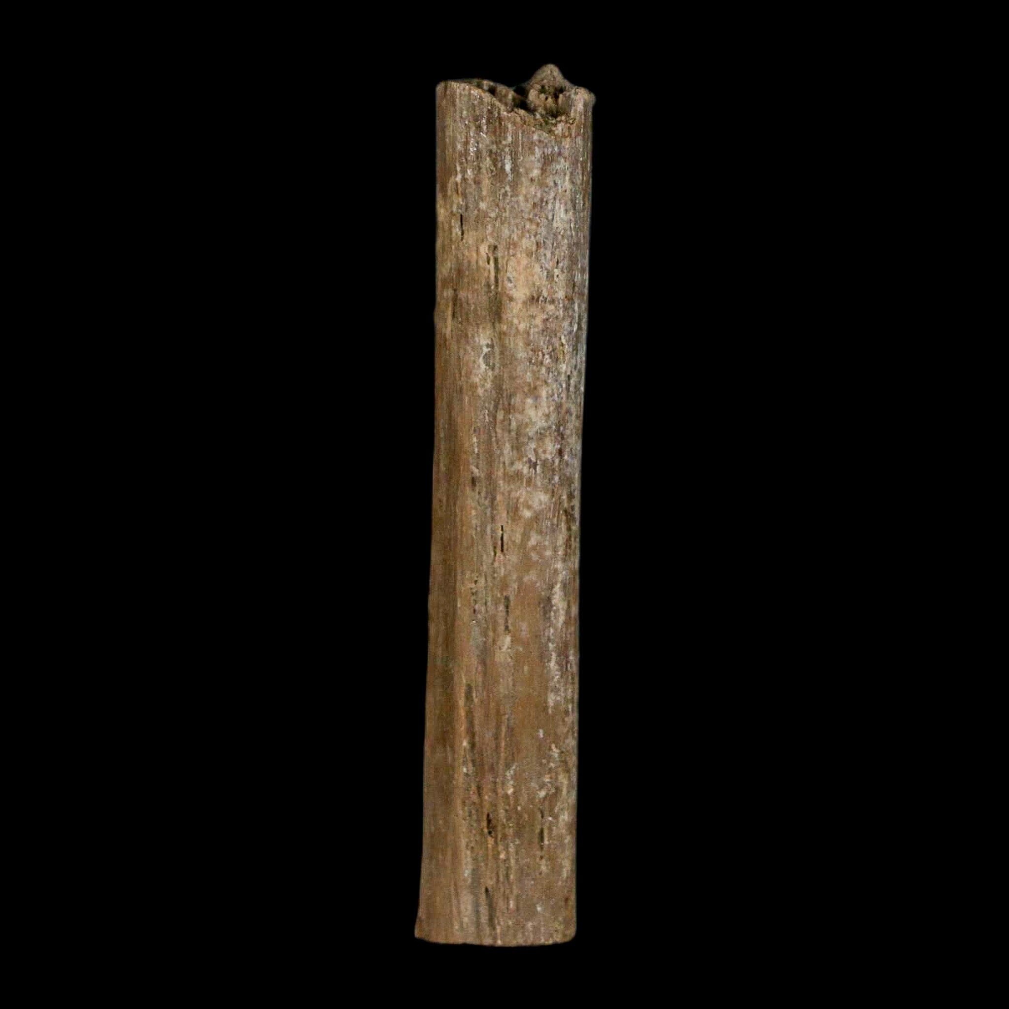 1.6" Hadrosaur Dinosaur Tendon Fossil Lance Creek FM Cretaceous Wyoming COA - Fossil Age Minerals