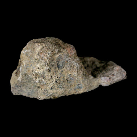 2.7" Stegosaurus Fossil Bone Specimen Morrison FM Wyoming Jurassic Age Dinosaur COA - Fossil Age Minerals