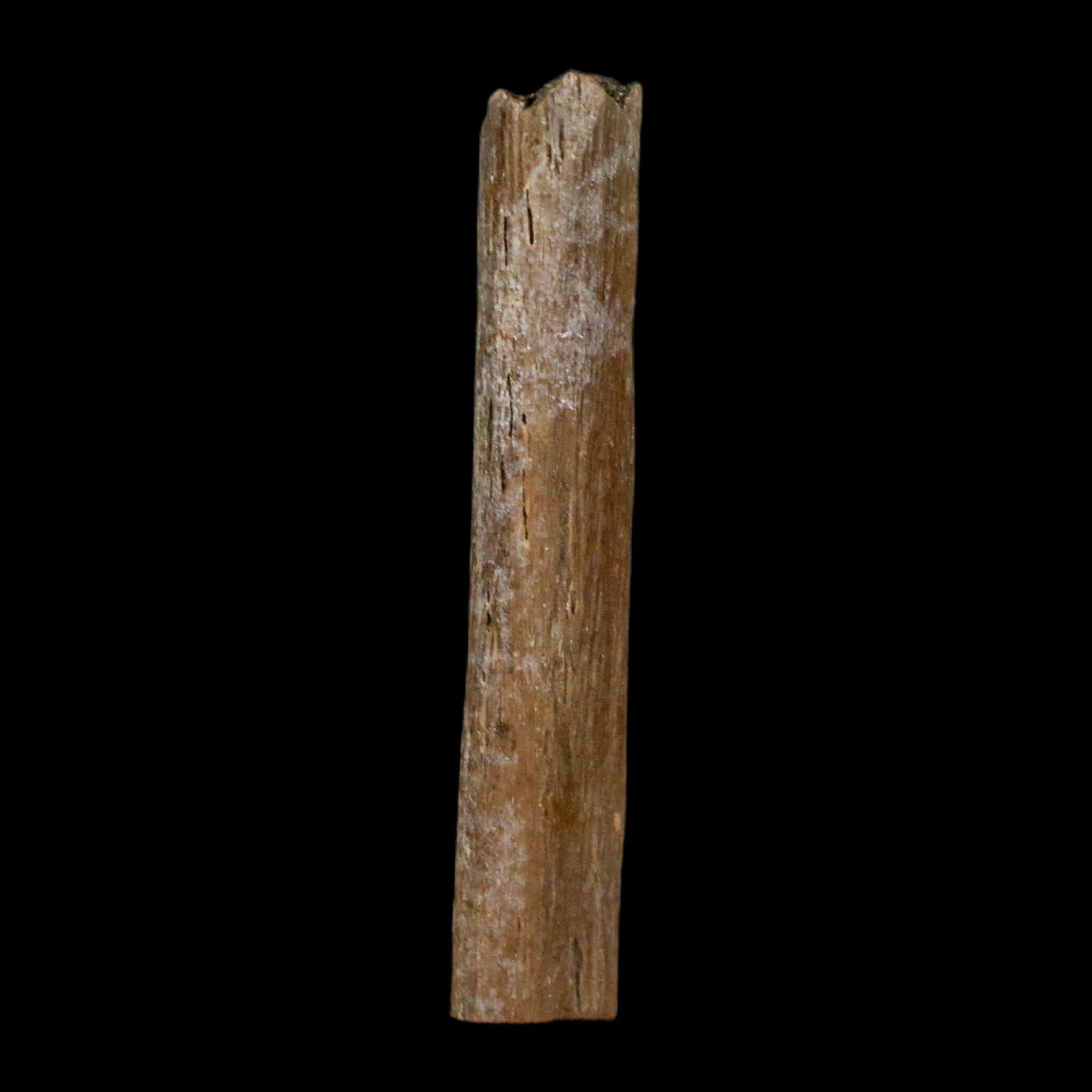 1.6" Hadrosaur Dinosaur Tendon Fossil Lance Creek FM Cretaceous Wyoming COA - Fossil Age Minerals