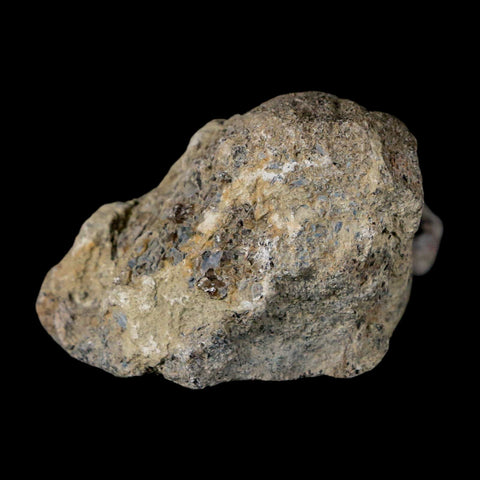 2.7" Stegosaurus Fossil Bone Specimen Morrison FM Wyoming Jurassic Age Dinosaur COA - Fossil Age Minerals