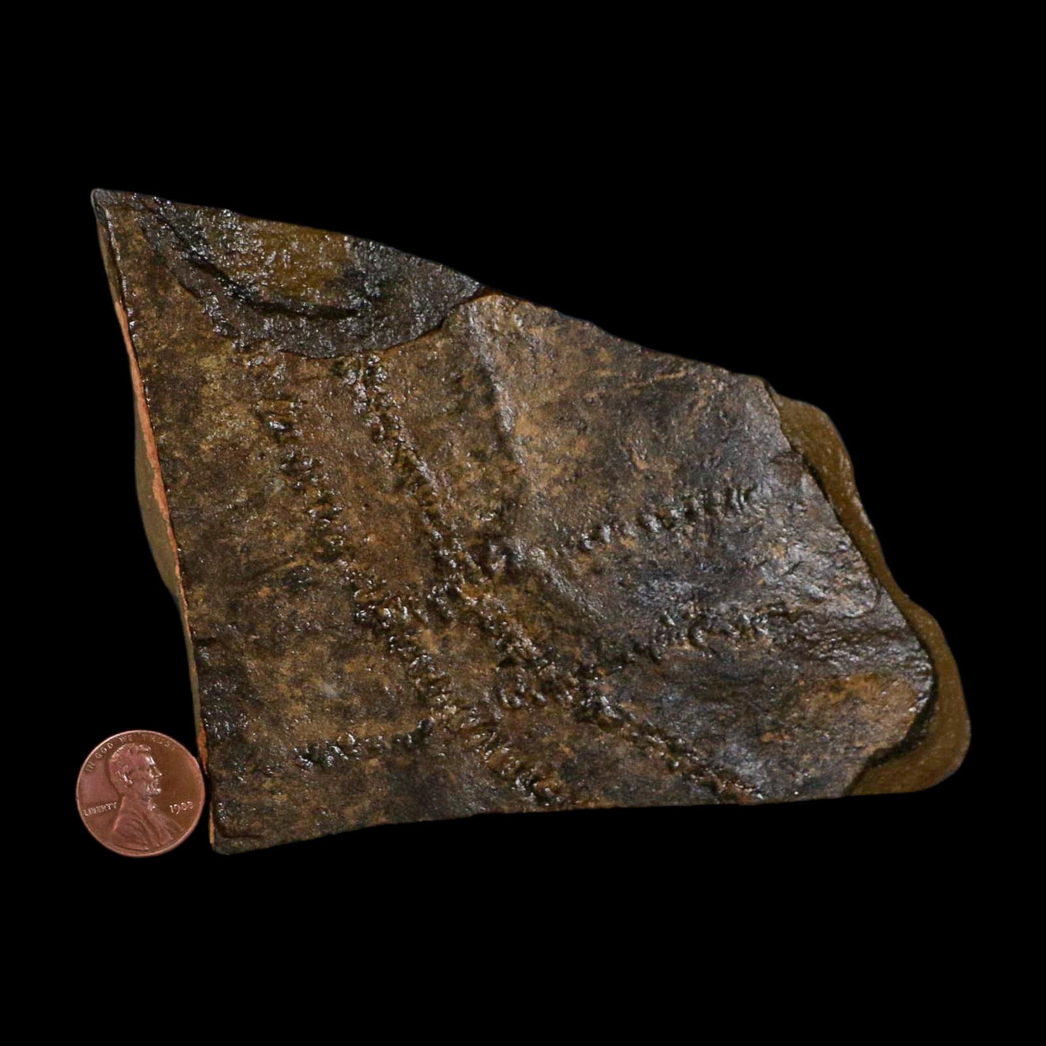 4.8" Trilobite Trackway Cruziana Plate Fossil Ordovician Age Ouzina Morocco - Fossil Age Minerals