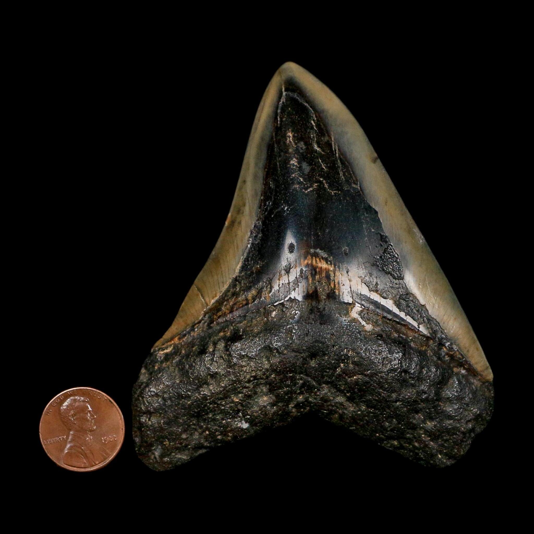 3.5" Quality Megalodon Shark Tooth Fossil Natural Early Miocene Age COA - Fossil Age Minerals