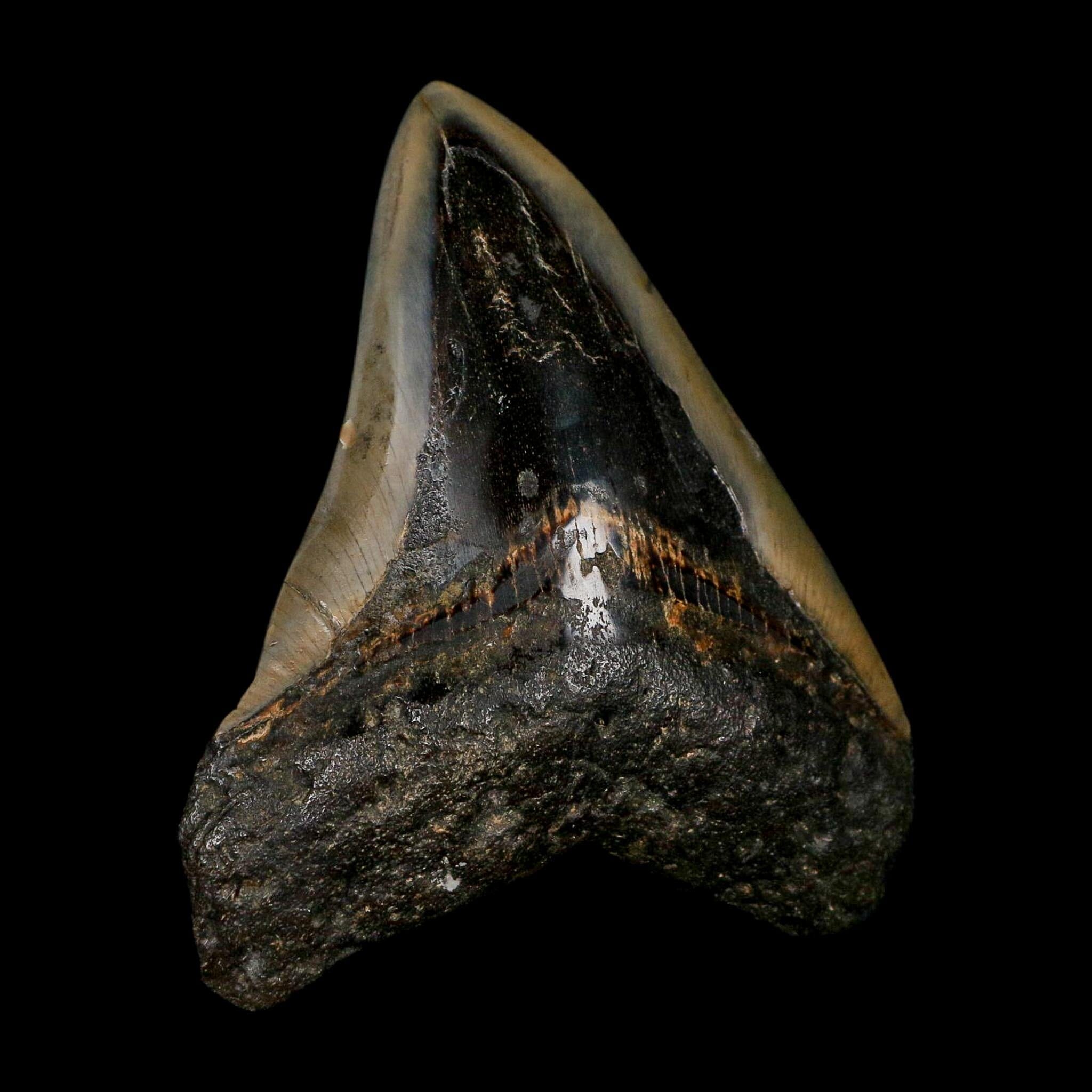 3.5" Quality Megalodon Shark Tooth Fossil Natural Early Miocene Age COA - Fossil Age Minerals