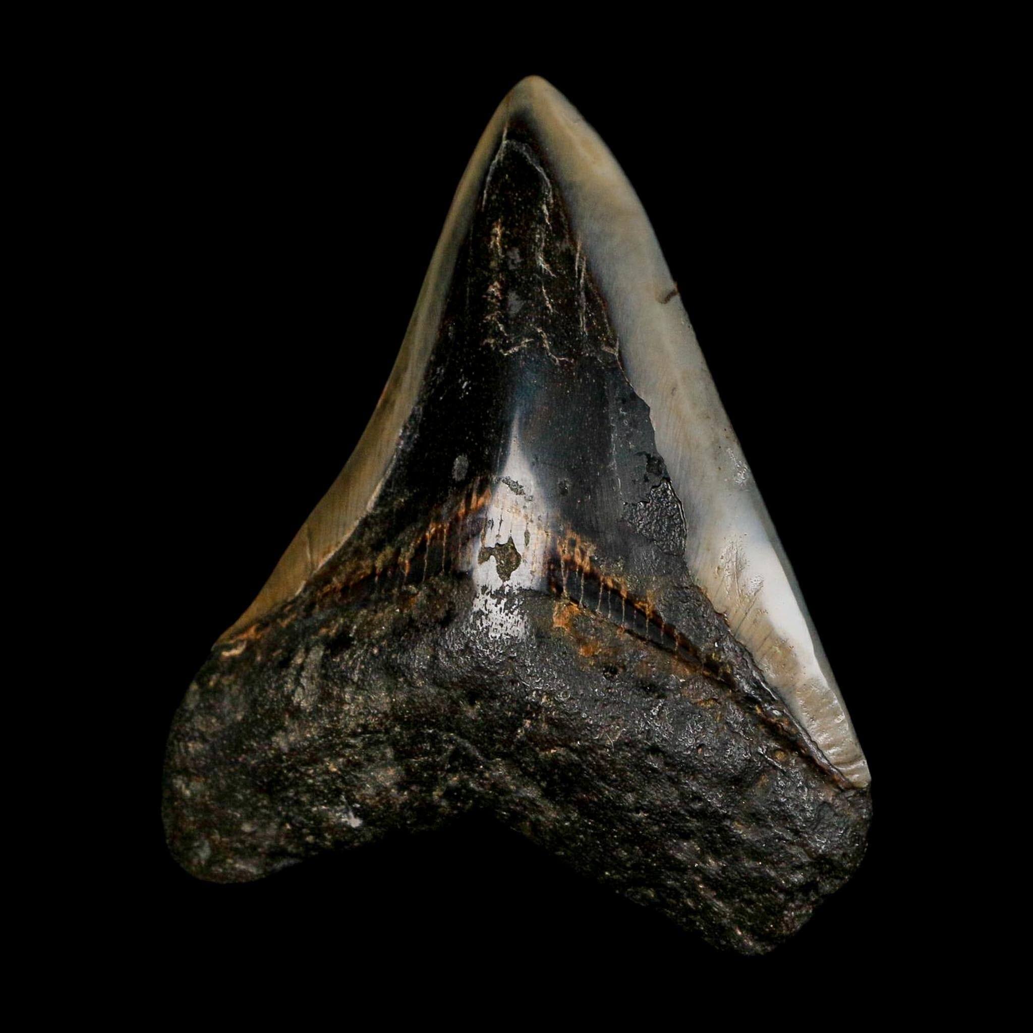3.5" Quality Megalodon Shark Tooth Fossil Natural Early Miocene Age COA - Fossil Age Minerals
