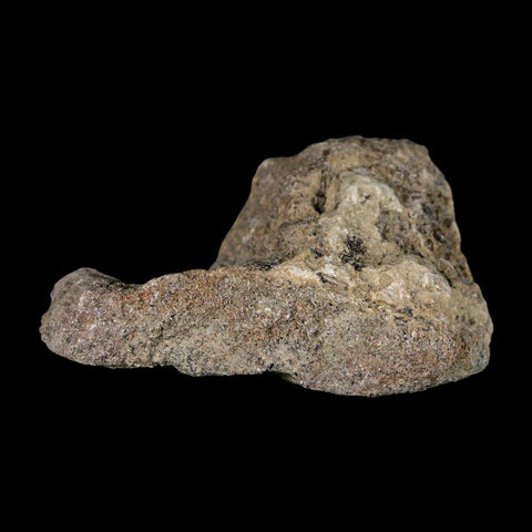 2.7" Stegosaurus Fossil Bone Specimen Morrison FM Wyoming Jurassic Age Dinosaur COA - Fossil Age Minerals