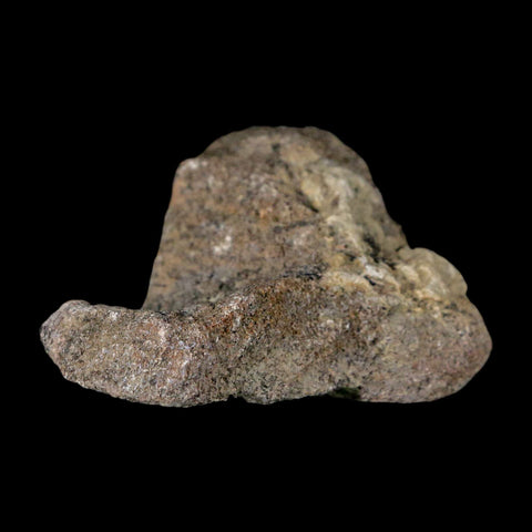 2.7" Stegosaurus Fossil Bone Specimen Morrison FM Wyoming Jurassic Age Dinosaur COA - Fossil Age Minerals