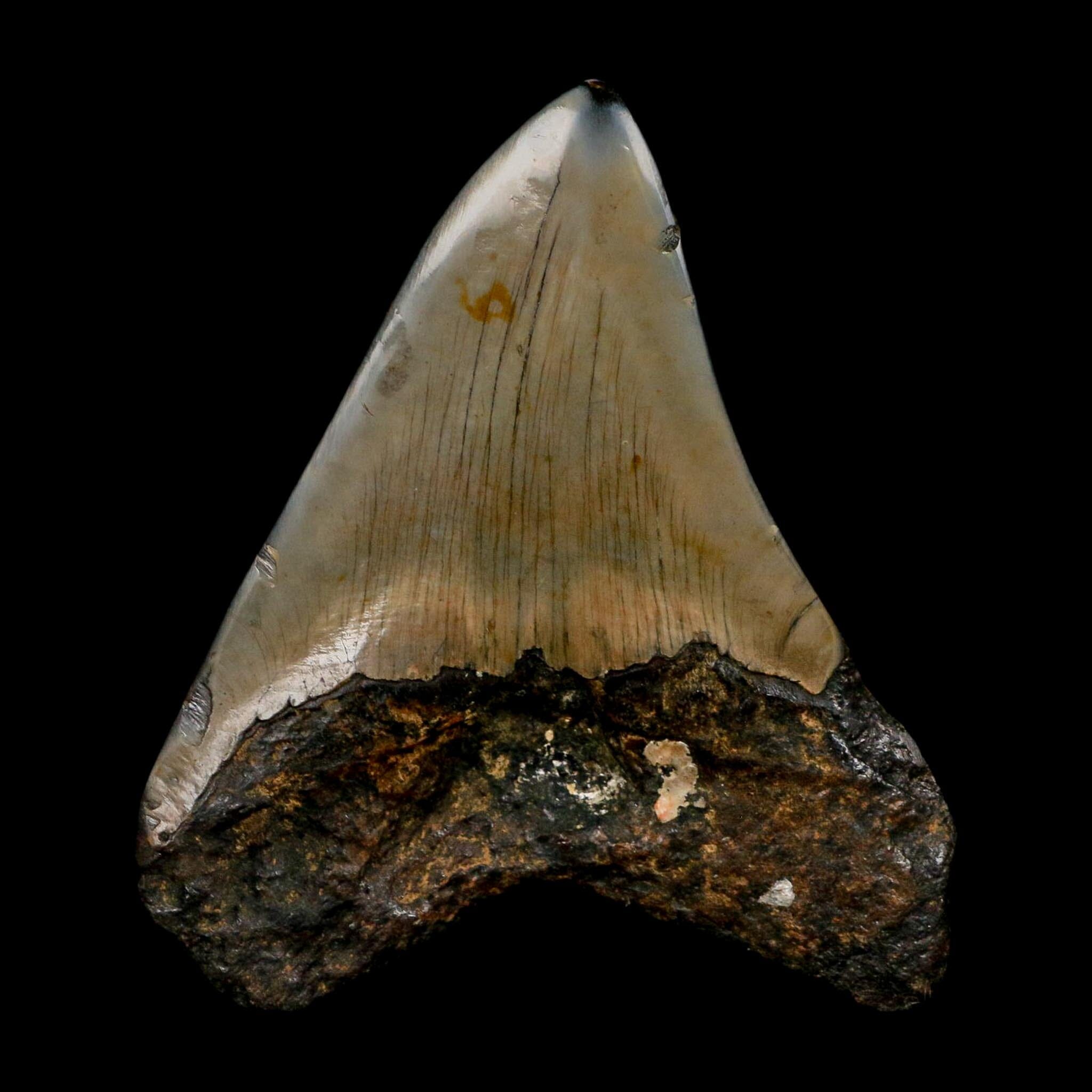 3.5" Quality Megalodon Shark Tooth Fossil Natural Early Miocene Age COA - Fossil Age Minerals