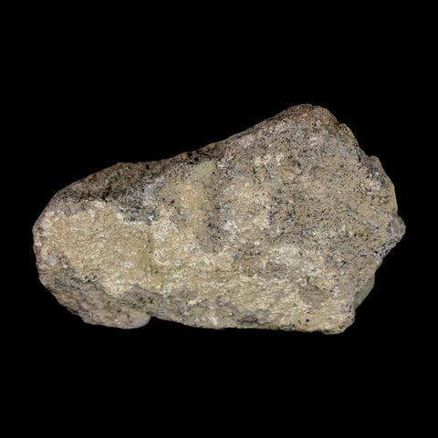 2.7" Stegosaurus Fossil Bone Specimen Morrison FM Wyoming Jurassic Age Dinosaur COA - Fossil Age Minerals