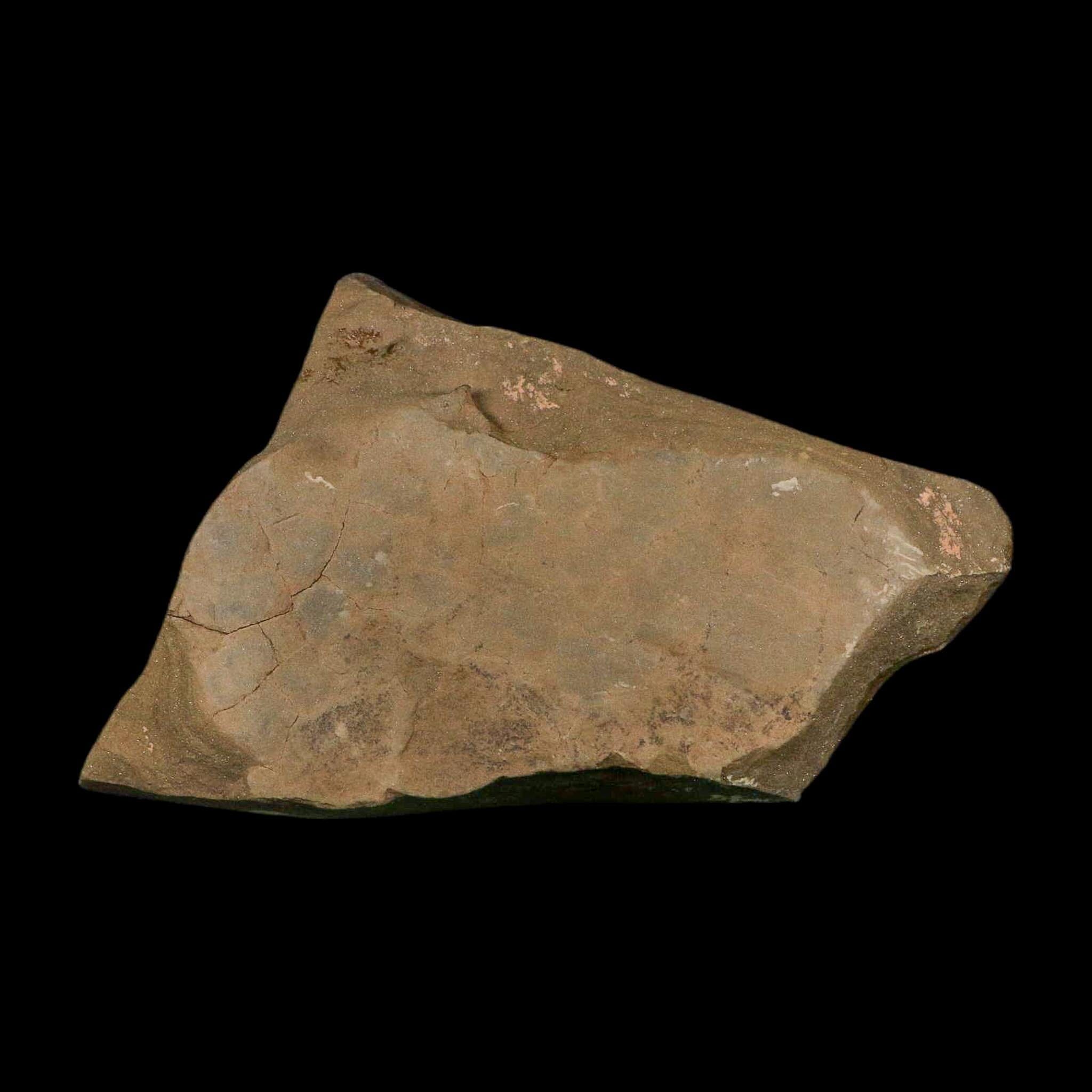 4.8" Trilobite Trackway Cruziana Plate Fossil Ordovician Age Ouzina Morocco - Fossil Age Minerals