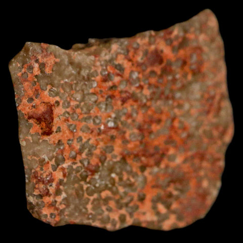 0.6" Megaloolithus Titanosaur Dinosaur Fossil Egg Shell Bouches Du Rhone France Display - Fossil Age Minerals