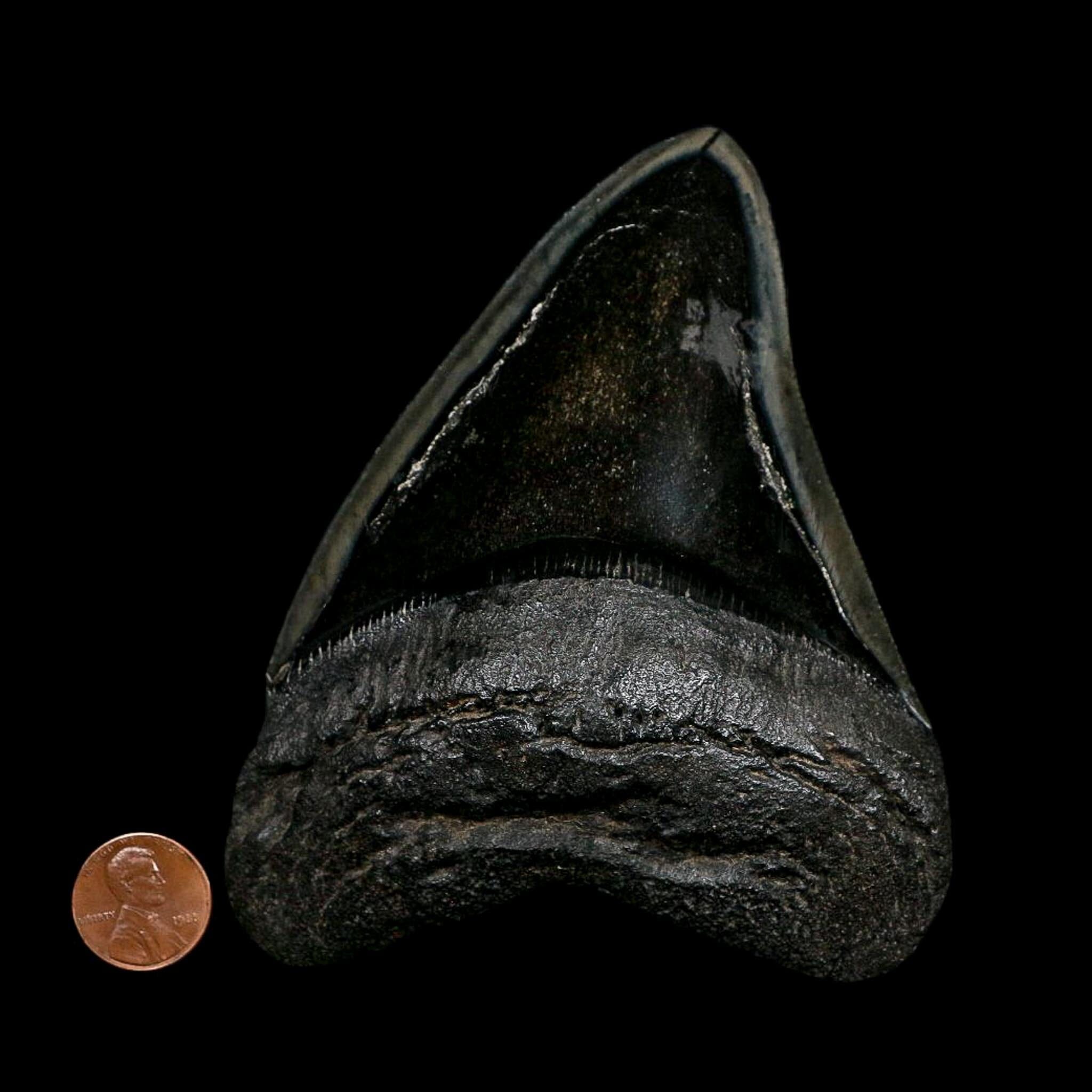 XL 4.7" Quality Megalodon Shark Serrated Tooth Fossil Natural Early Miocene Age COA - Fossil Age Minerals