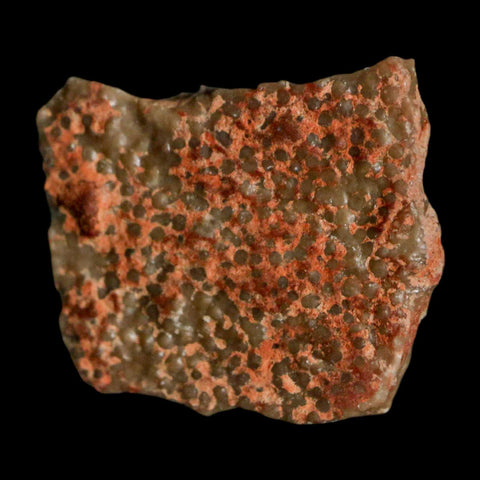 0.6" Megaloolithus Titanosaur Dinosaur Fossil Egg Shell Bouches Du Rhone France Display - Fossil Age Minerals