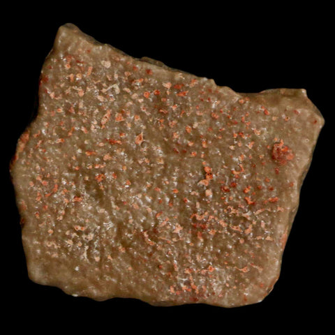 0.6" Megaloolithus Titanosaur Dinosaur Fossil Egg Shell Bouches Du Rhone France Display - Fossil Age Minerals