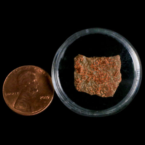 0.6" Megaloolithus Titanosaur Dinosaur Fossil Egg Shell Bouches Du Rhone France Display - Fossil Age Minerals