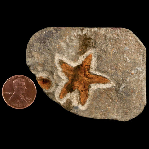 30MM Brittle Star Petraster Starfish Fossil Ordovician Age Blekus Morocco COA - Fossil Age Minerals