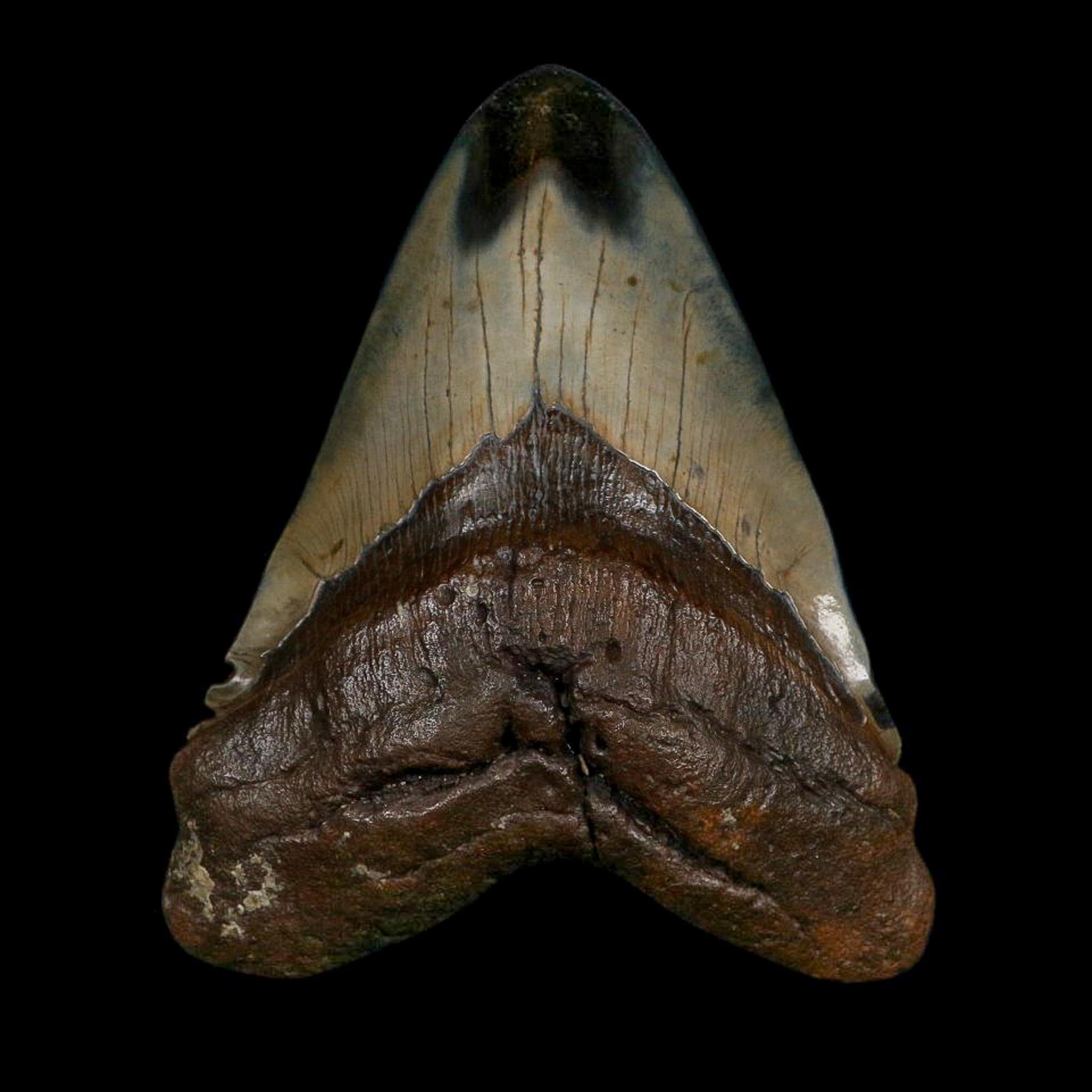 XXL 5.1" Quality Megalodon Shark Tooth Fossil Natural Early Miocene Age COA - Fossil Age Minerals
