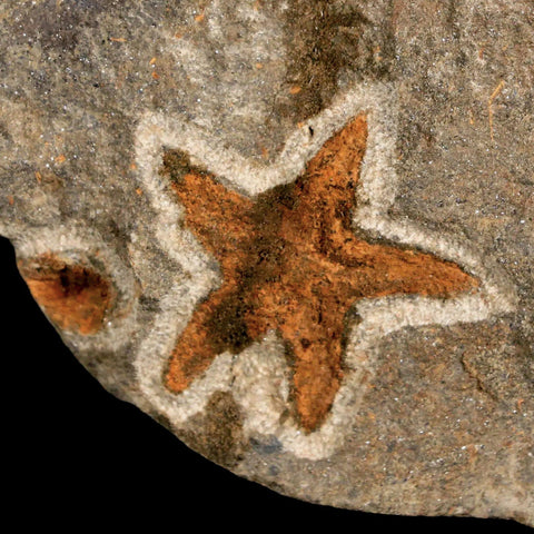 30MM Brittle Star Petraster Starfish Fossil Ordovician Age Blekus Morocco COA - Fossil Age Minerals