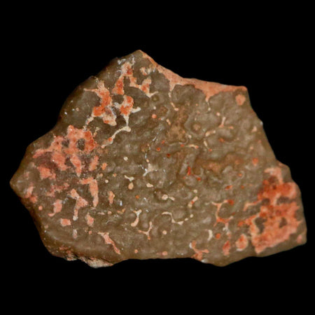 0.7" Megaloolithus Titanosaur Dinosaur Fossil Egg Shell Bouches Du Rhone France Display