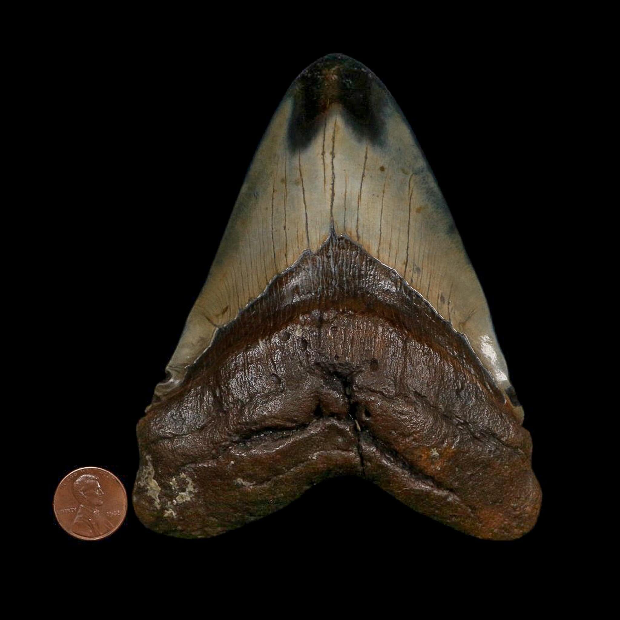 XXL 5.1" Quality Megalodon Shark Tooth Fossil Natural Early Miocene Age COA - Fossil Age Minerals