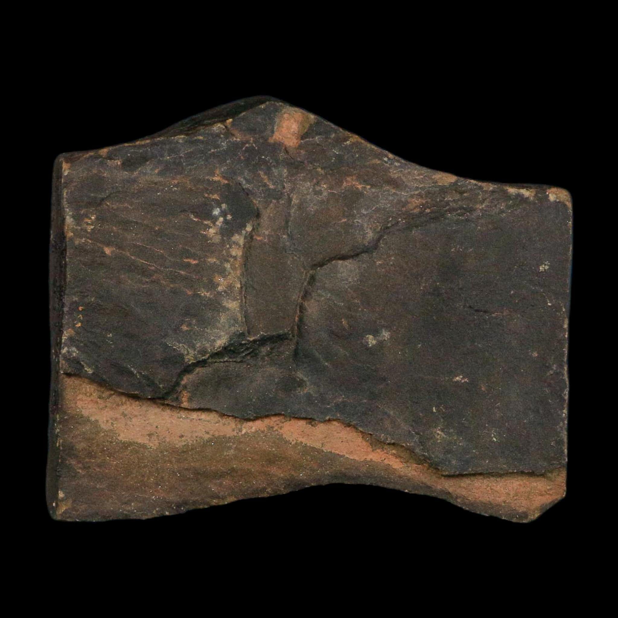 3.8" Trilobite Trackway Cruziana Plate Fossil Ordovician Age Ouzina Morocco - Fossil Age Minerals