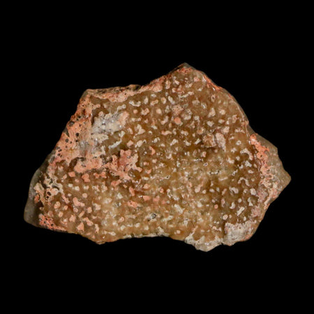 0.7" Megaloolithus Titanosaur Dinosaur Fossil Egg Shell Bouches Du Rhone France Display