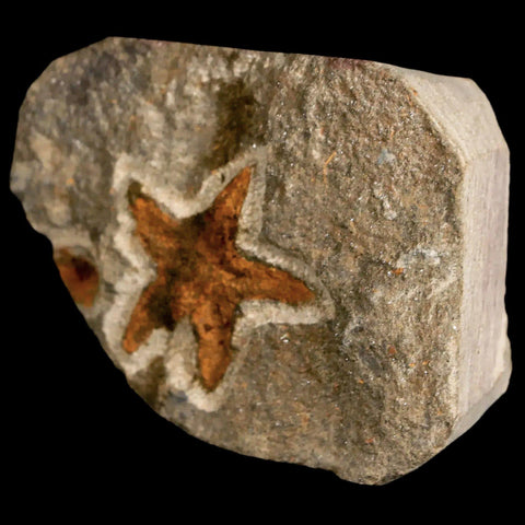 30MM Brittle Star Petraster Starfish Fossil Ordovician Age Blekus Morocco COA - Fossil Age Minerals