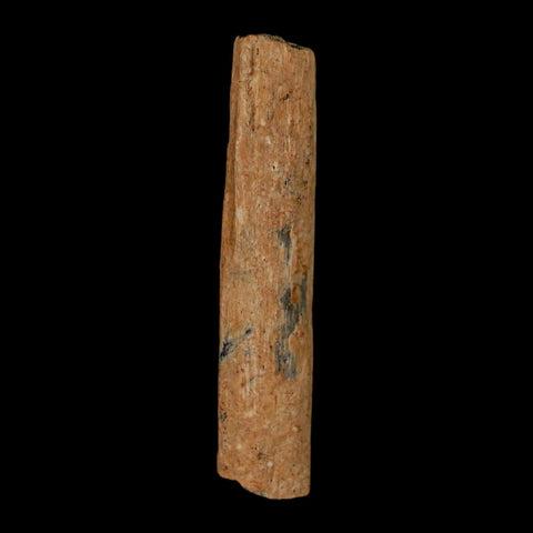 2" Hadrosaur Dinosaur Tendon Fossil Lance Creek FM Cretaceous WY COA Display - Fossil Age Minerals