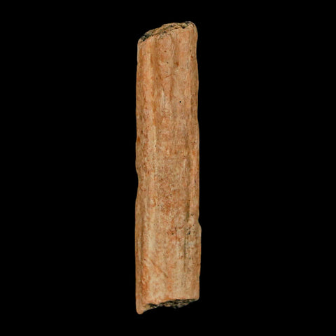 2" Hadrosaur Dinosaur Tendon Fossil Lance Creek FM Cretaceous WY COA Display - Fossil Age Minerals