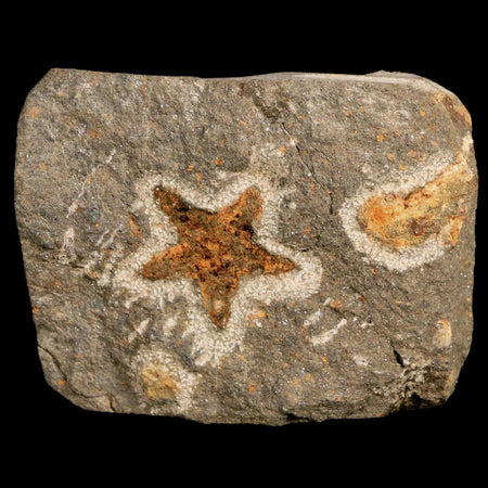 25MM Brittle Star Petraster Starfish Fossil Ordovician Age Blekus Morocco COA