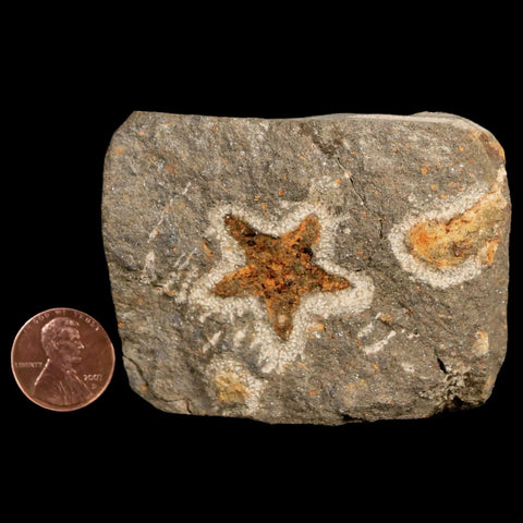 25MM Brittle Star Petraster Starfish Fossil Ordovician Age Blekus Morocco COA - Fossil Age Minerals