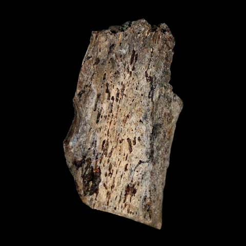 1.8" Stegosaurus Fossil Vertebrae Process Morrison FM WY Jurassic Age Dinosaur COA - Fossil Age Minerals