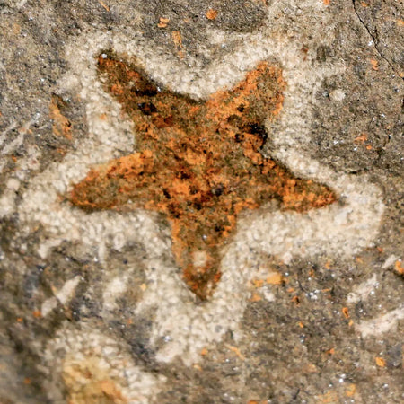 25MM Brittlestar Petraster Starfish Fossil Ordovician Age Blekus Morocco COA
