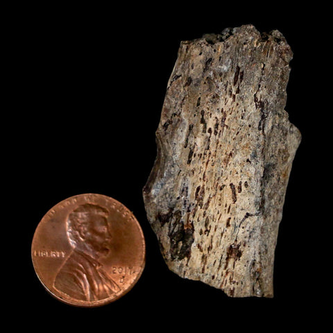 1.8" Stegosaurus Fossil Vertebrae Process Morrison FM WY Jurassic Age Dinosaur COA - Fossil Age Minerals