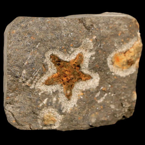 25MM Brittle Star Petraster Starfish Fossil Ordovician Age Blekus Morocco COA - Fossil Age Minerals