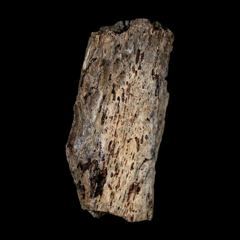 1.8" Stegosaurus Fossil Vertebrae Process Morrison FM WY Jurassic Age Dinosaur COA - Fossil Age Minerals