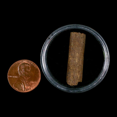 1.2" Hadrosaur Dinosaur Tendon Fossil Lance Creek FM Cretaceous WY COA Display - Fossil Age Minerals