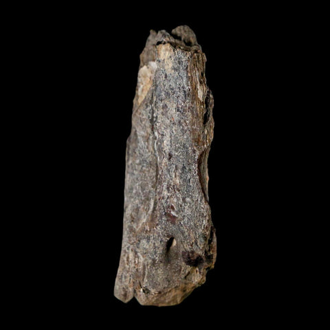 1.8" Stegosaurus Fossil Vertebrae Process Morrison FM WY Jurassic Age Dinosaur COA - Fossil Age Minerals