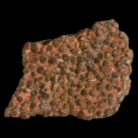 0.5" Megaloolithus Titanosaur Dinosaur Fossil Egg Shell Bouches Du Rhone France Display