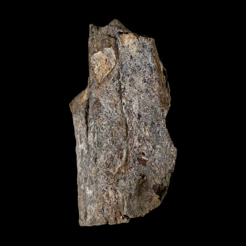 1.8" Stegosaurus Fossil Vertebrae Process Morrison FM WY Jurassic Age Dinosaur COA - Fossil Age Minerals