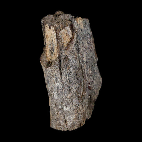 1.8" Stegosaurus Fossil Vertebrae Process Morrison FM WY Jurassic Age Dinosaur COA - Fossil Age Minerals