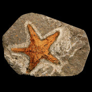 35MM Brittlestar Petraster Starfish Fossil Ordovician Age Blekus Morocco COA