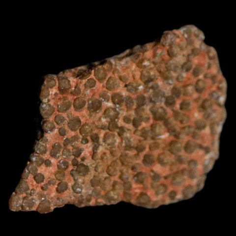 0.5" Megaloolithus Titanosaur Dinosaur Fossil Egg Shell Bouches Du Rhone France Display - Fossil Age Minerals