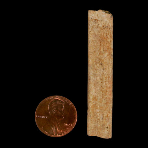 2.2" Hadrosaur Dinosaur Tendon Fossil Lance Creek FM Cretaceous Wyoming COA - Fossil Age Minerals