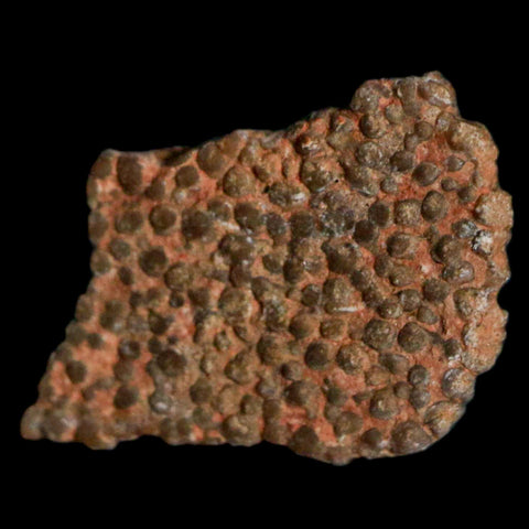 0.5" Megaloolithus Titanosaur Dinosaur Fossil Egg Shell Bouches Du Rhone France Display - Fossil Age Minerals