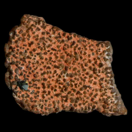 0.5" Megaloolithus Titanosaur Dinosaur Fossil Egg Shell Bouches Du Rhone France Display