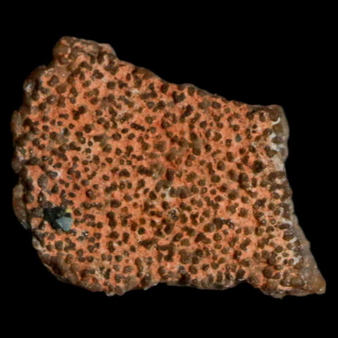 0.5" Megaloolithus Titanosaur Dinosaur Fossil Egg Shell Bouches Du Rhone France Display - Fossil Age Minerals