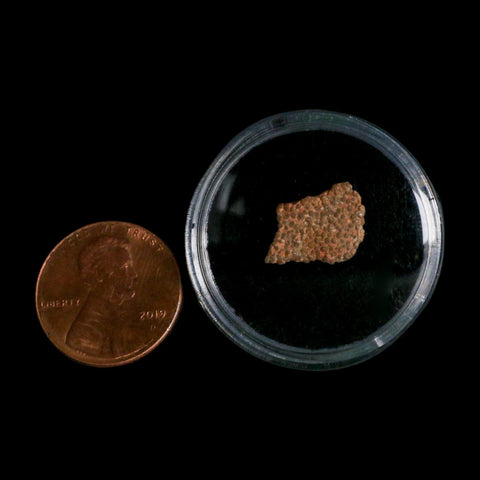 0.5" Megaloolithus Titanosaur Dinosaur Fossil Egg Shell Bouches Du Rhone France Display - Fossil Age Minerals