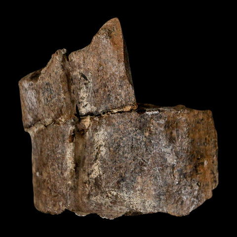 2.1" Stegosaurus Fossil Rib Bone Morrison FM Wyoming Jurassic Age Dinosaur COA - Fossil Age Minerals